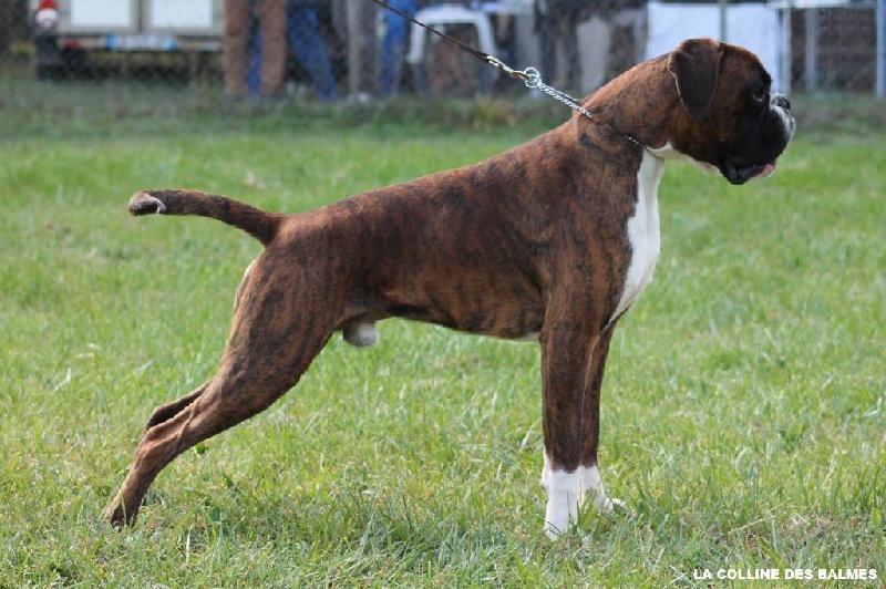 Lex de La Colline Des Balmes