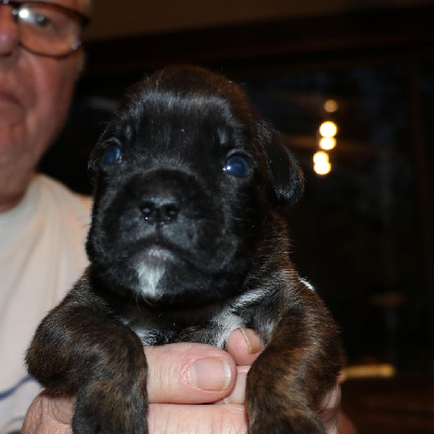 CHIOT 4