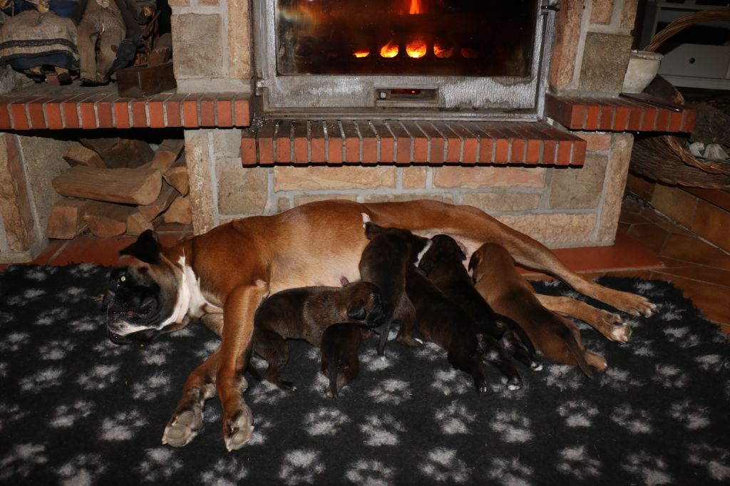 Chiot Boxer de La Colline Des Balmes